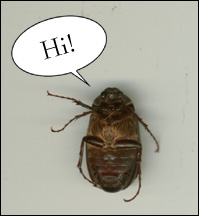 June Bug image