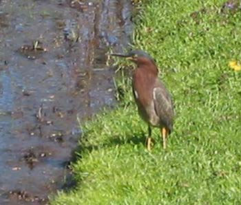 green_heron